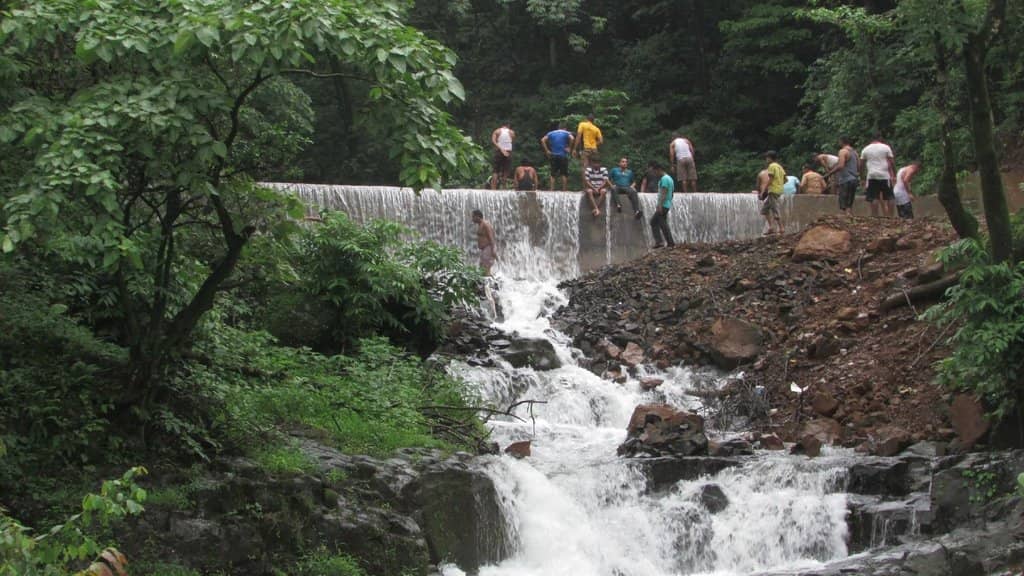 Dholes (Indian Wild Dogs)