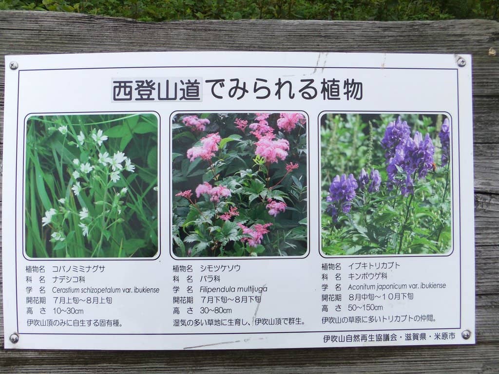 Alpine Flora