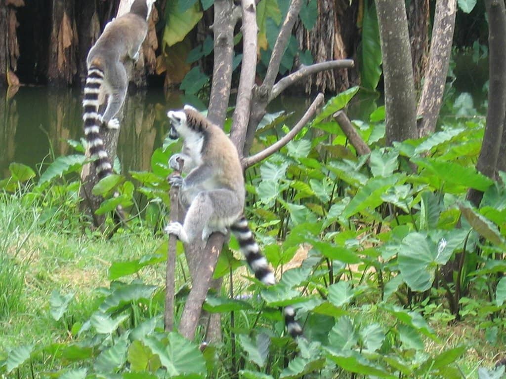 Lemur Encounters