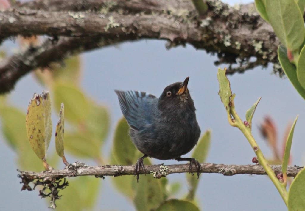 Andean Condor Flight