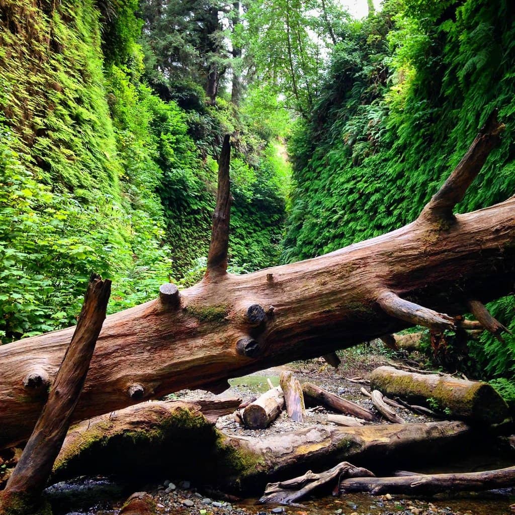Fern-Lined Paths