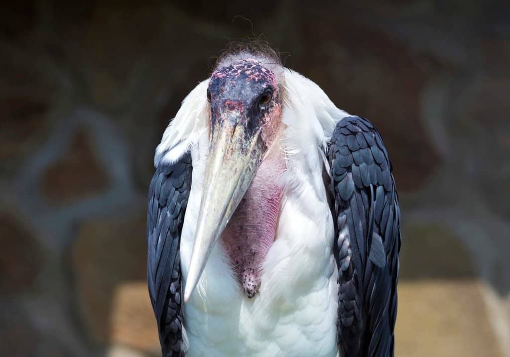 Bear Pit Rope Bridge