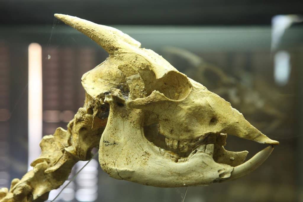 Paleontology Exhibits