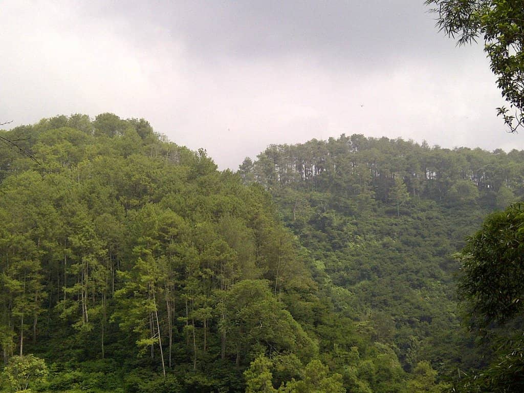Bird Sanctuary