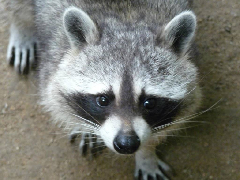 Spacious Playgrounds