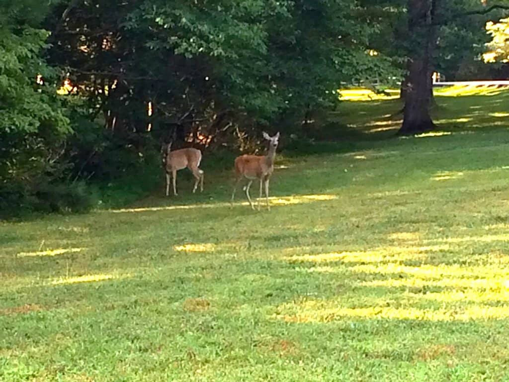 Montgomery Bell Tunnel