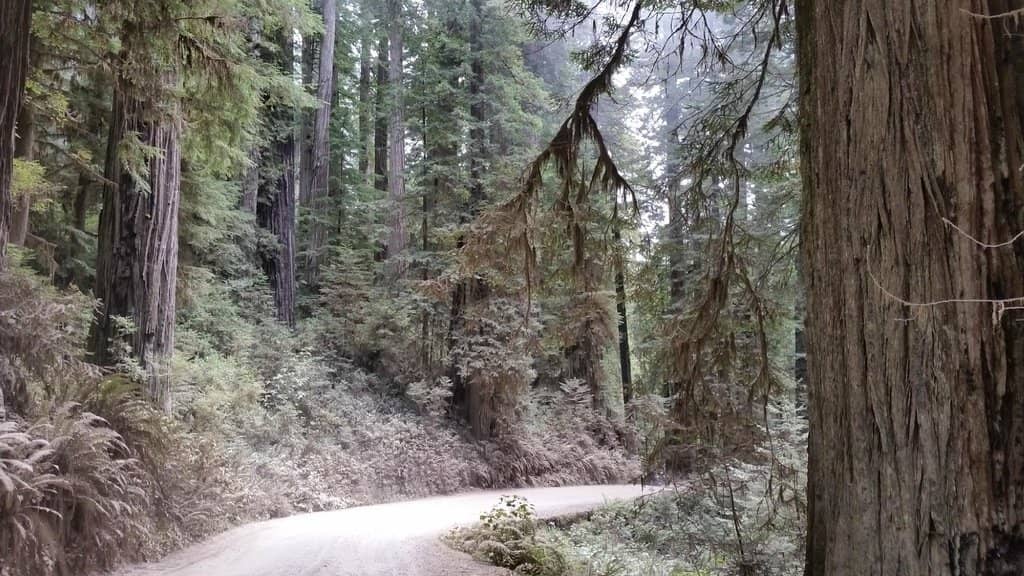 Stout Memorial Grove