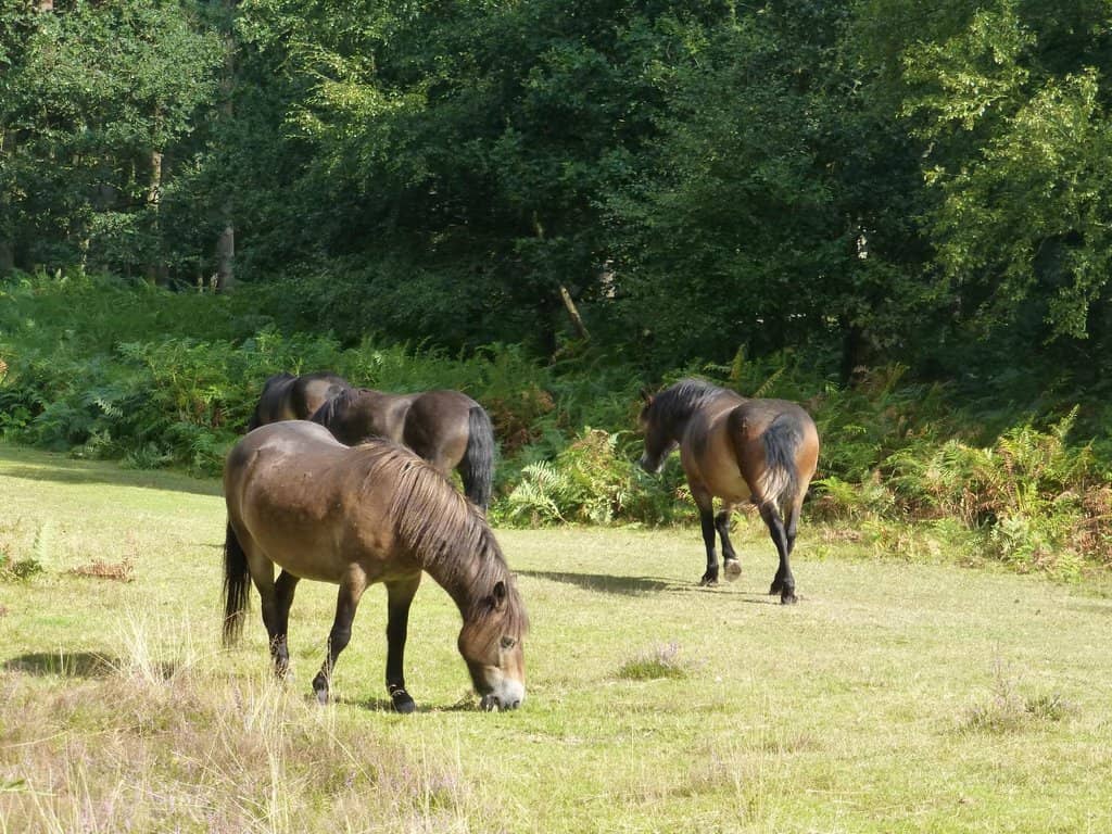 Woodland Walks