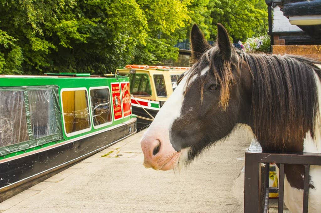 Afternoon Tea Cruise