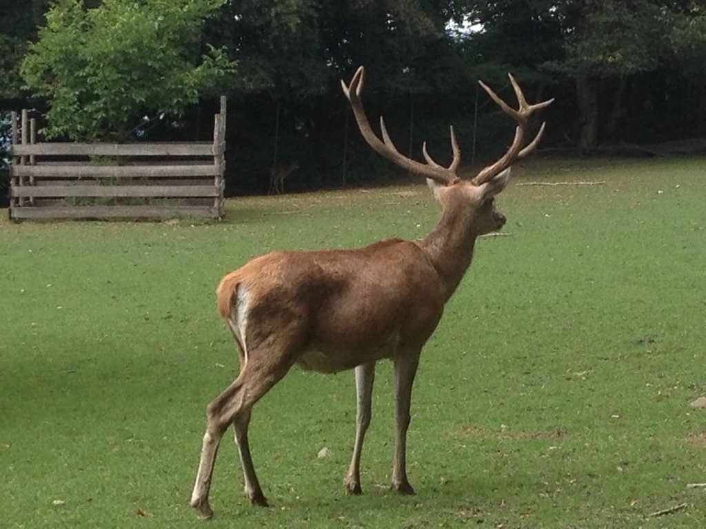 Lynx & Deer Encounters