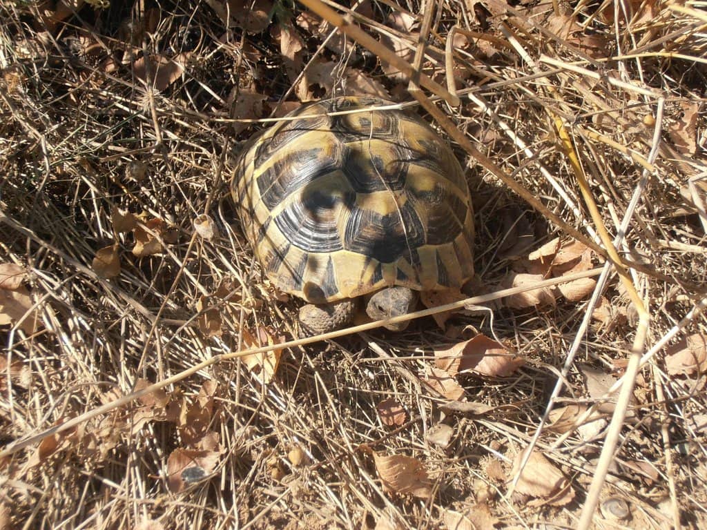 Millennium Cross Ascent