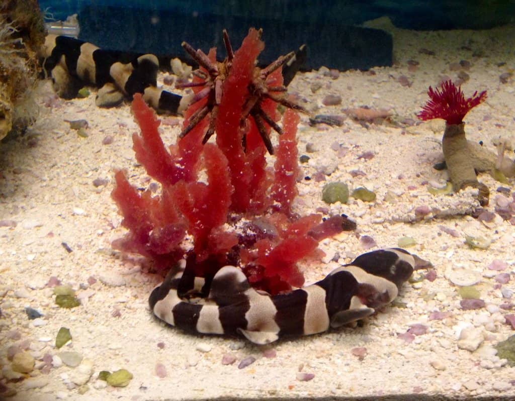 Charlotte the Pregnant Stingray