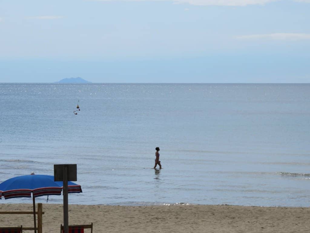Fragrant Pine Forest