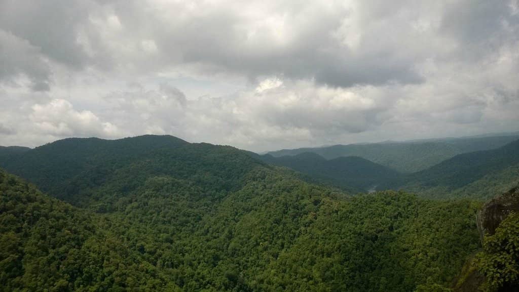 Giant Hornbill Spotting