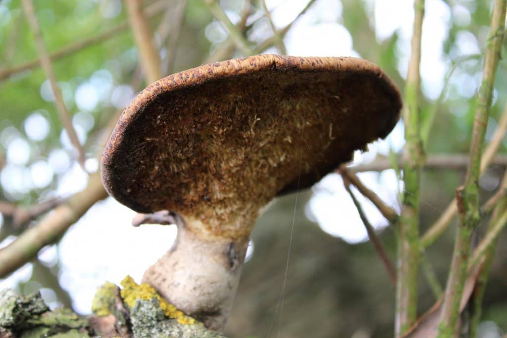 River Colne Paddling Spot