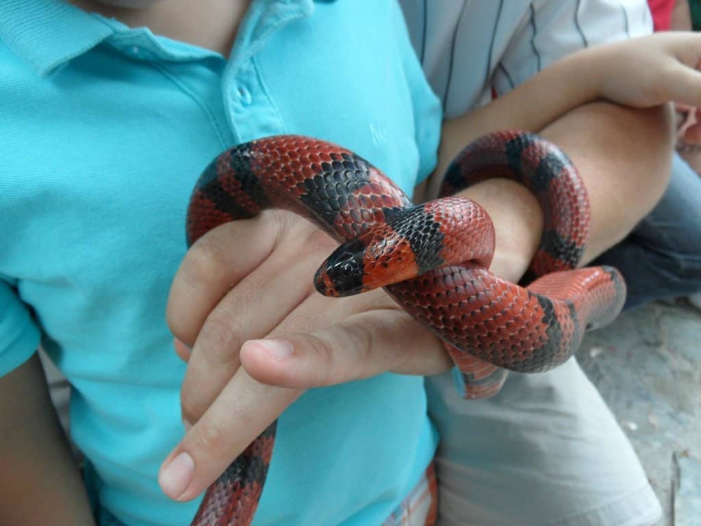 Dinoaventura & Zona Extrema