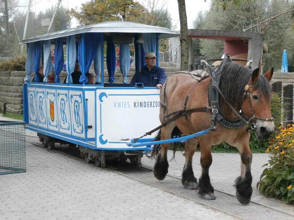 Animal Rides