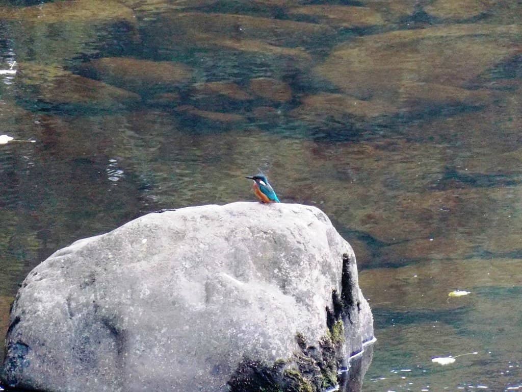 Salmon Leap
