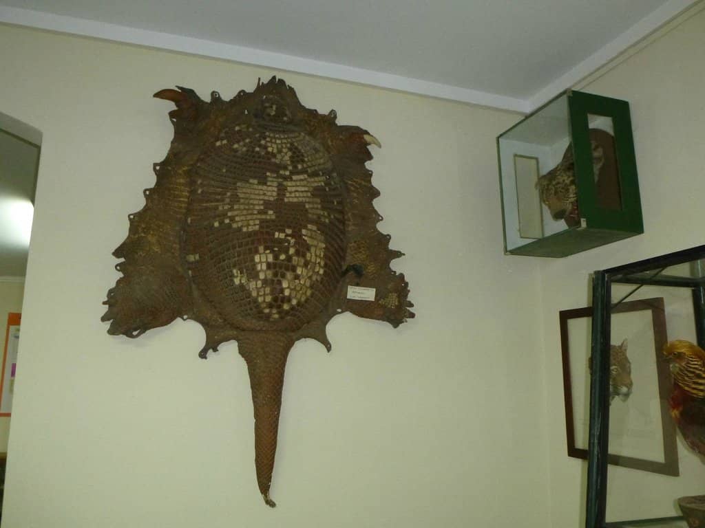 Carriage Collection