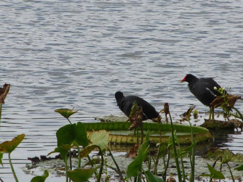 Paraná River Delta Excursion