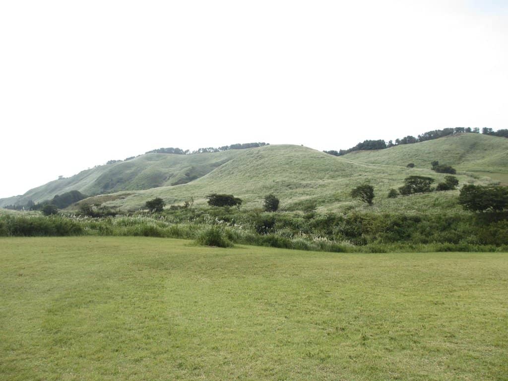 Silver Grass Fields