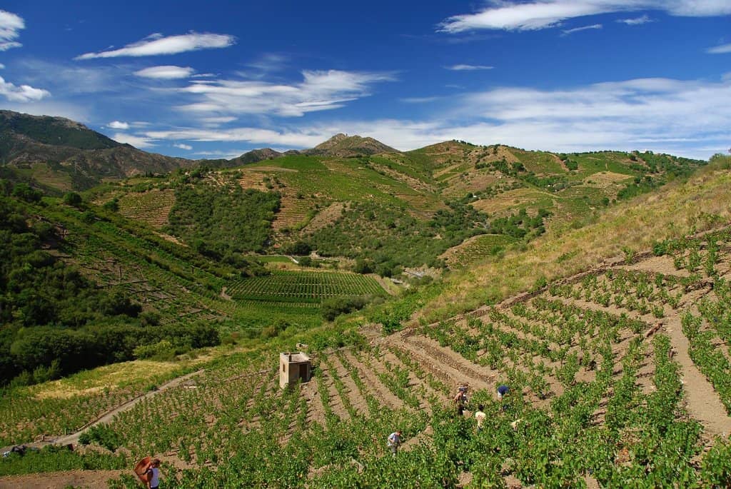 Wine Tasting Experience