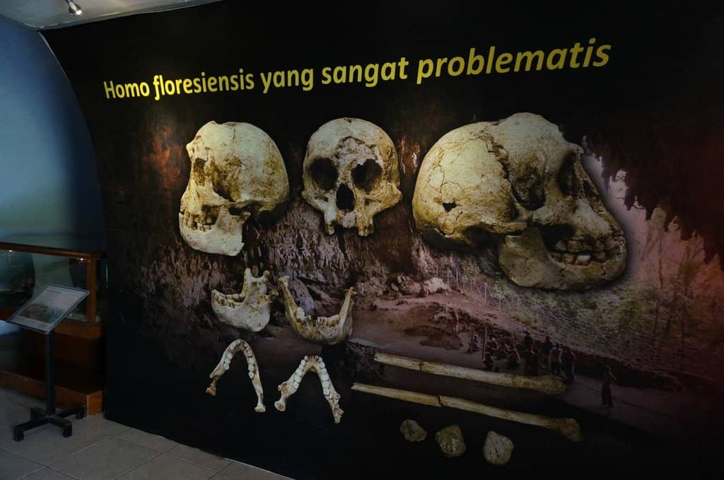 Prehistoric Animal Fossils