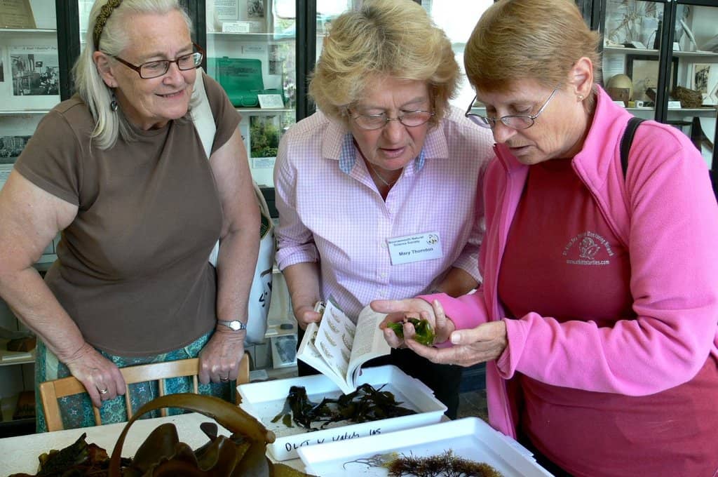 Vast Insect & Wildlife Displays