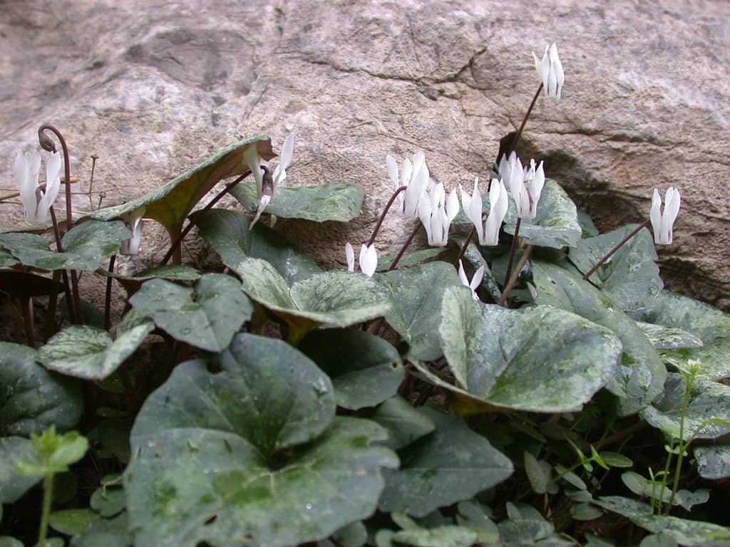 Impressive Cactus Collection