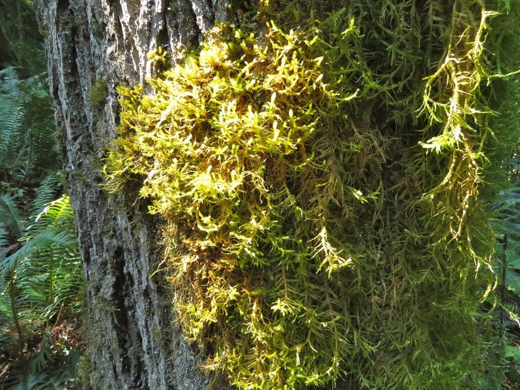 Highlights