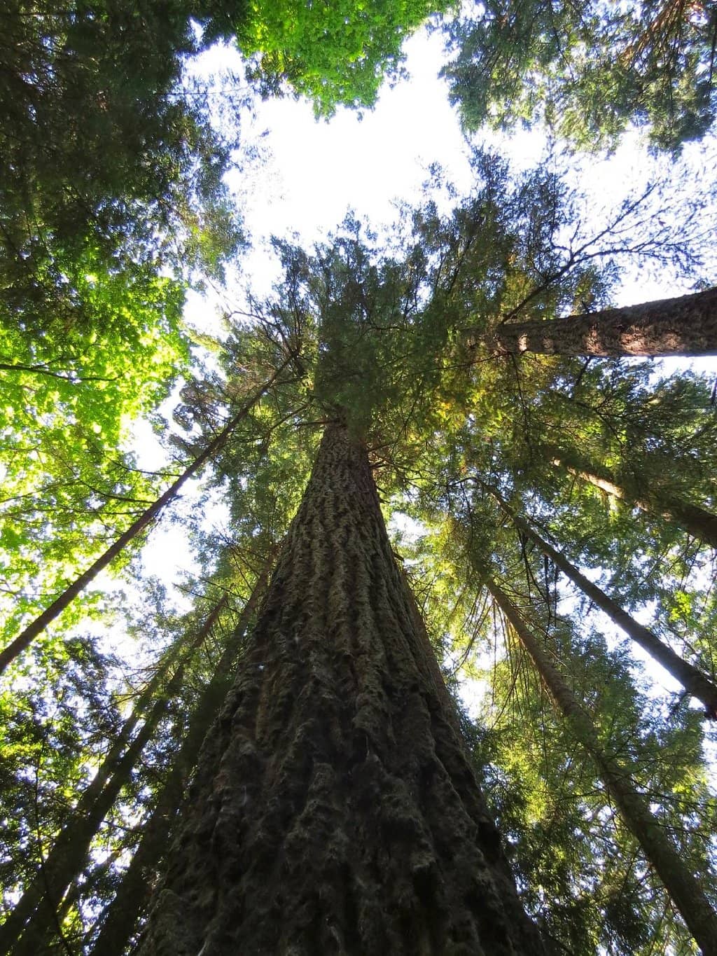 Majestic Old-Growth Douglas Firs