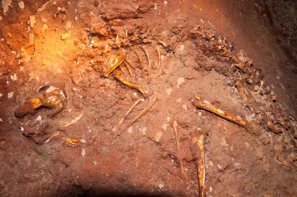 Fossil Centre