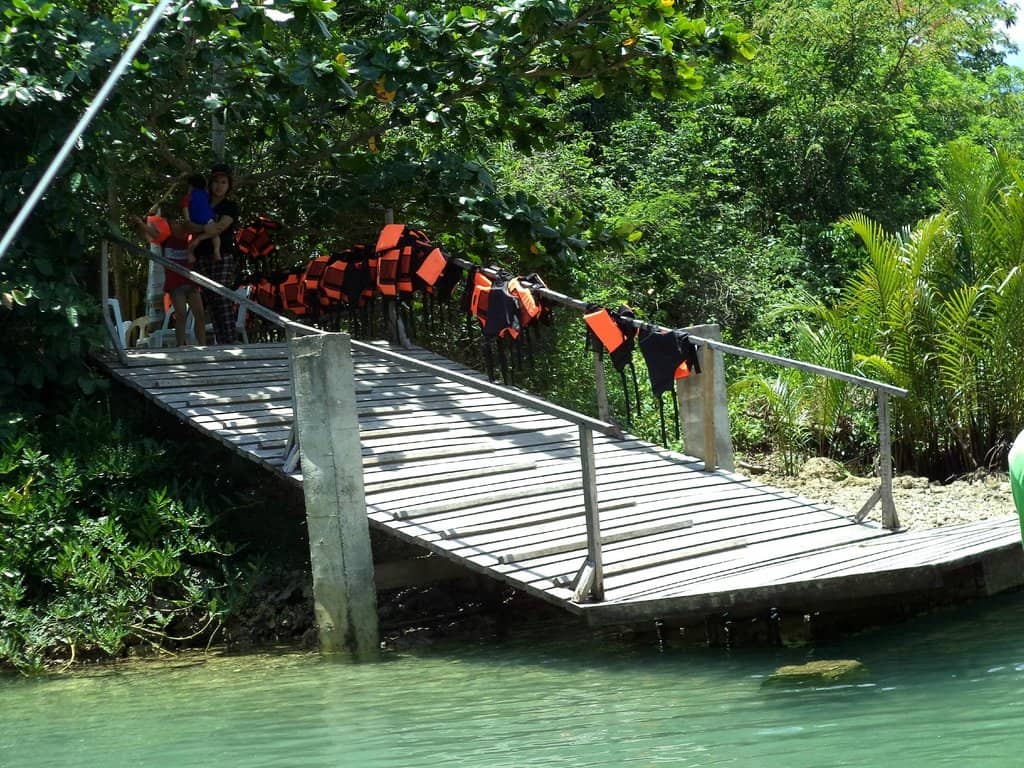 Mangrove Forest Cruise