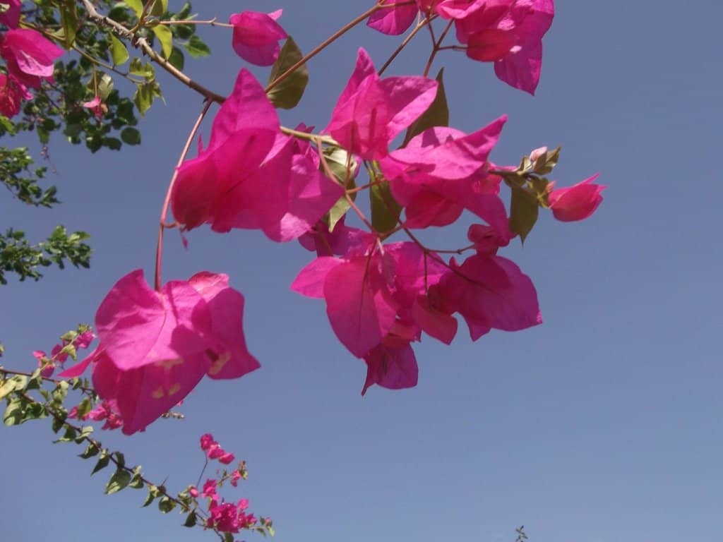 Tranquil Patio Relaxation