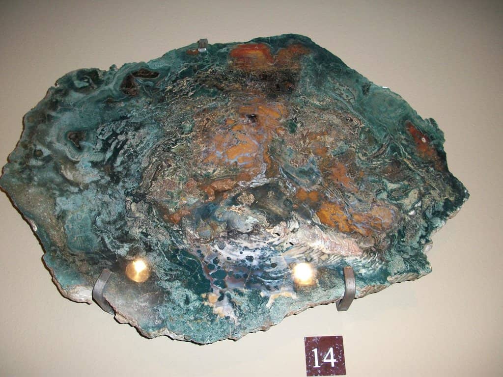 Fossil Collection