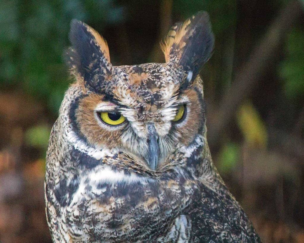 Bald Eagle Encounters