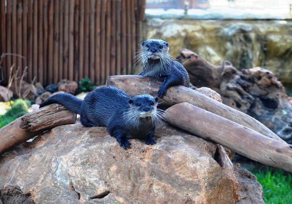 Meerkats' Lively Antics