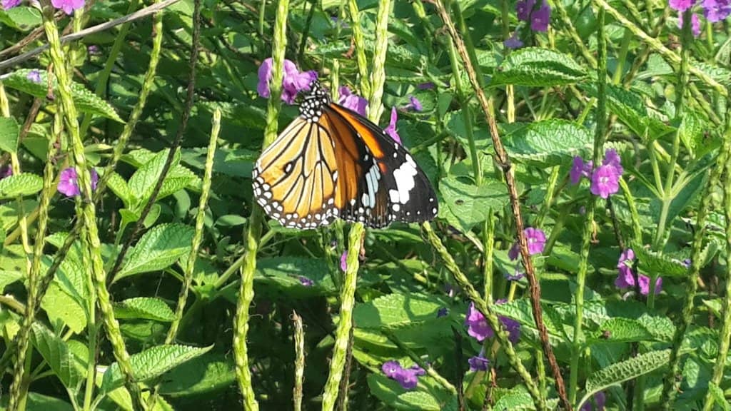 Host Plants & Nectar Sources