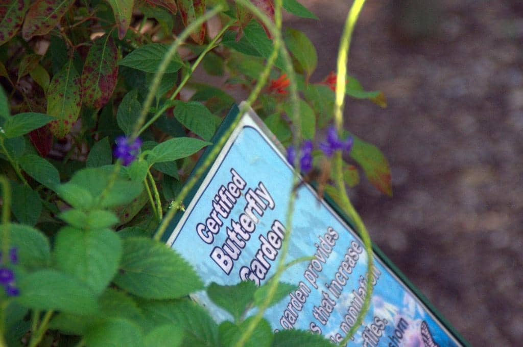 Diverse Tree Collection