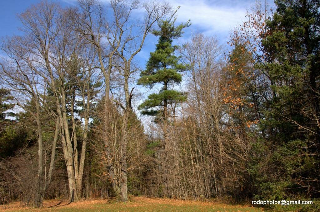Red Rocks of Cheltenham