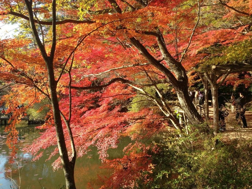 Scenic Ponds and Bridges
