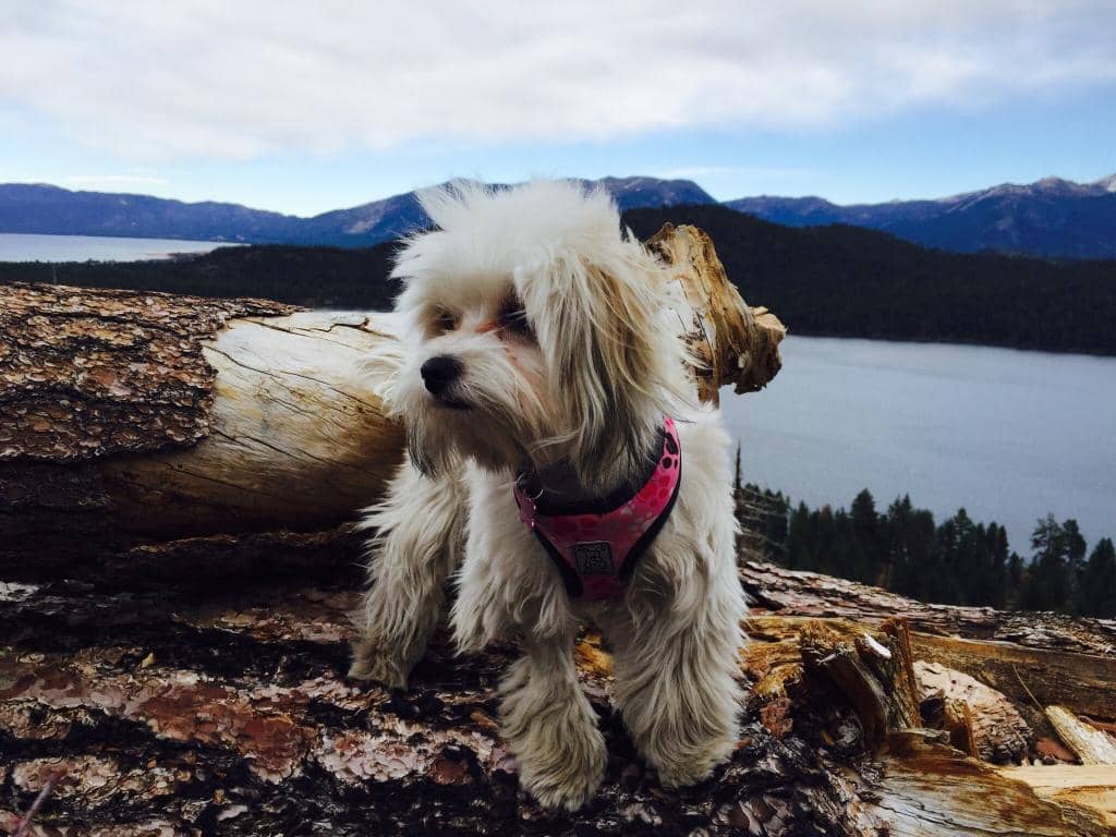 Rocky Summit Scramble