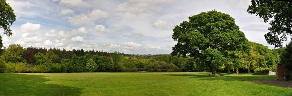 Conifer and Pine Collection