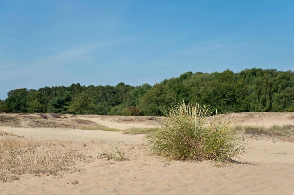 The Wandering Dune