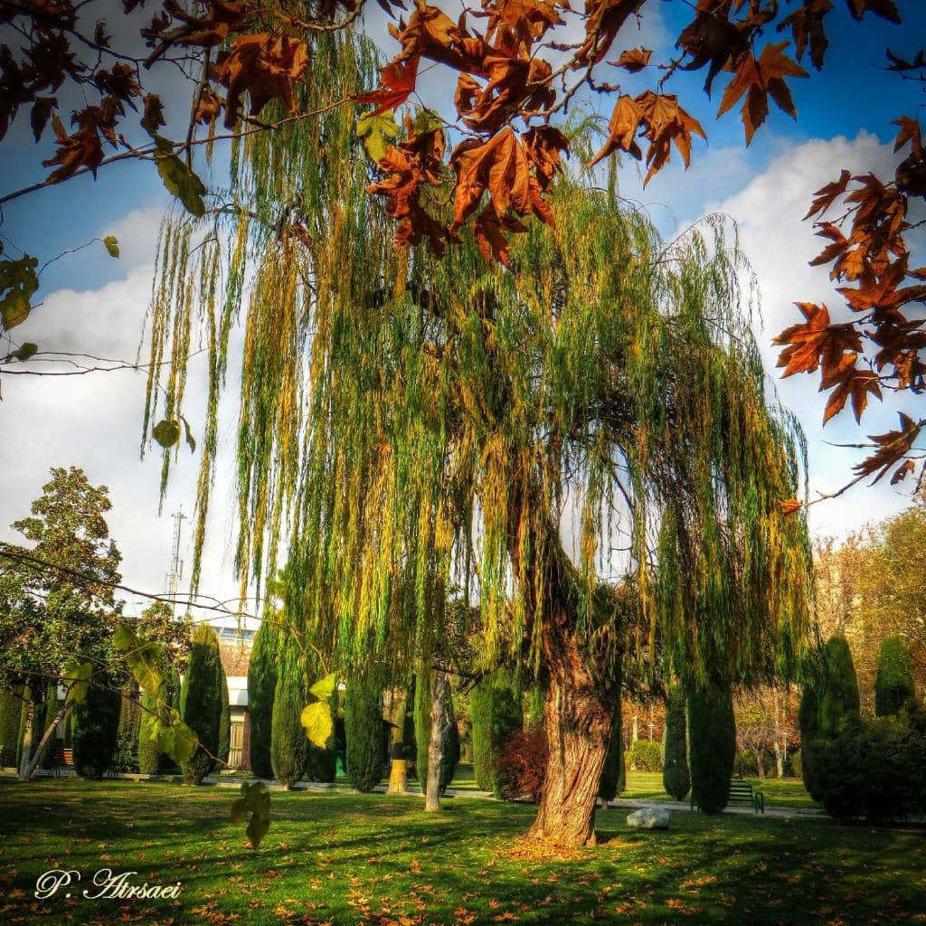 Live Music & Performances