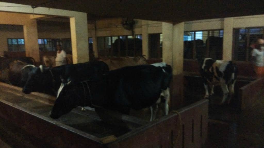 Free Bhojan (Prasadam)