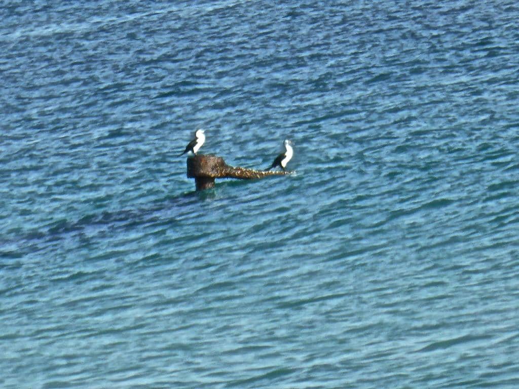 Surfing and Bodyboarding