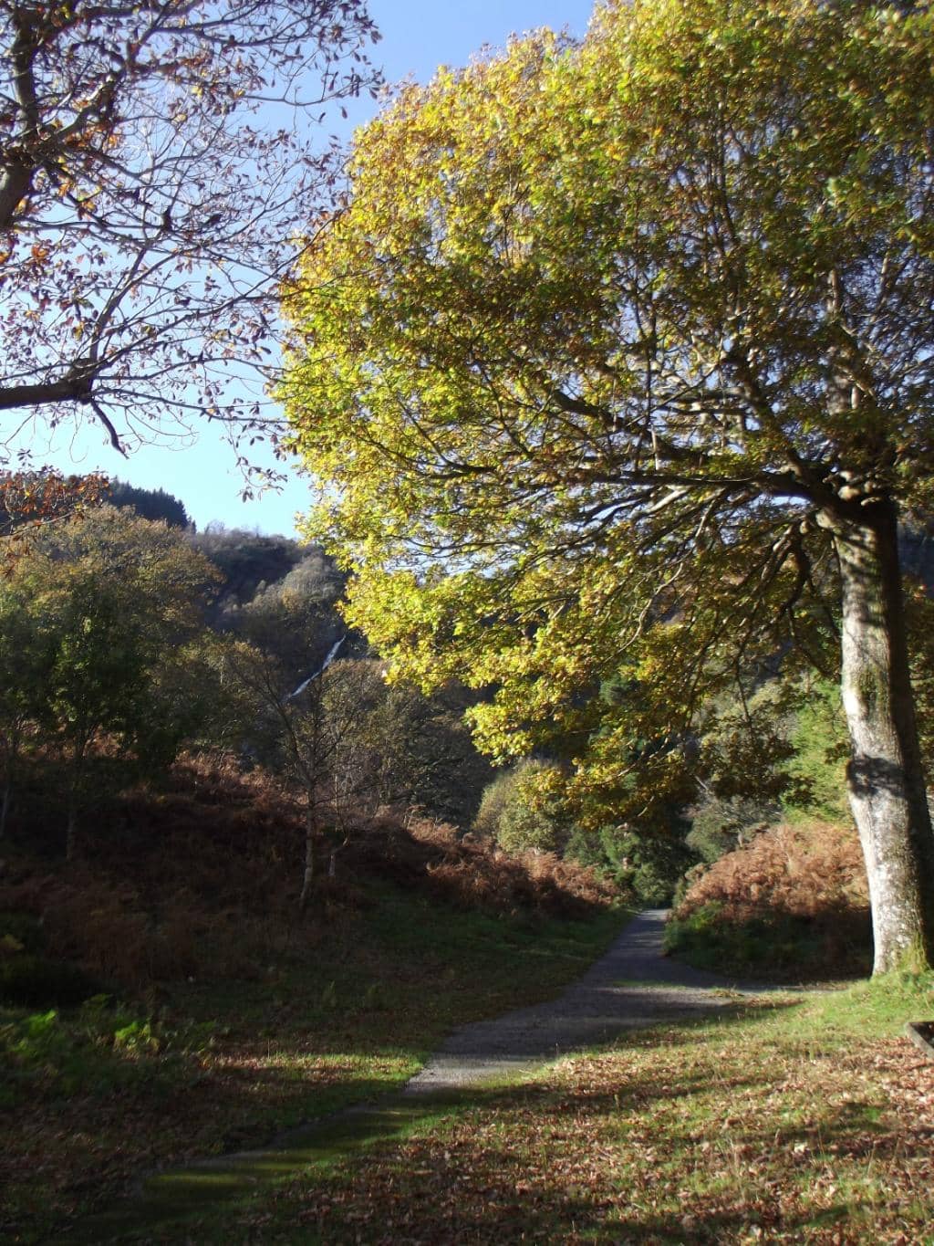 Ancient Woodland Trails
