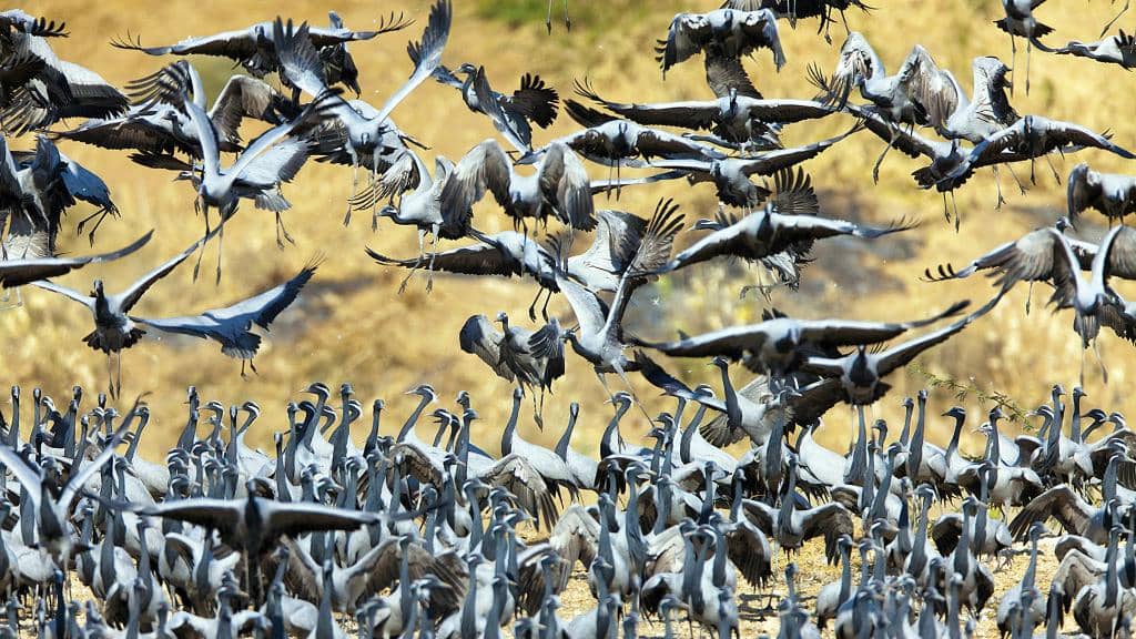 Demoiselle Crane Gathering