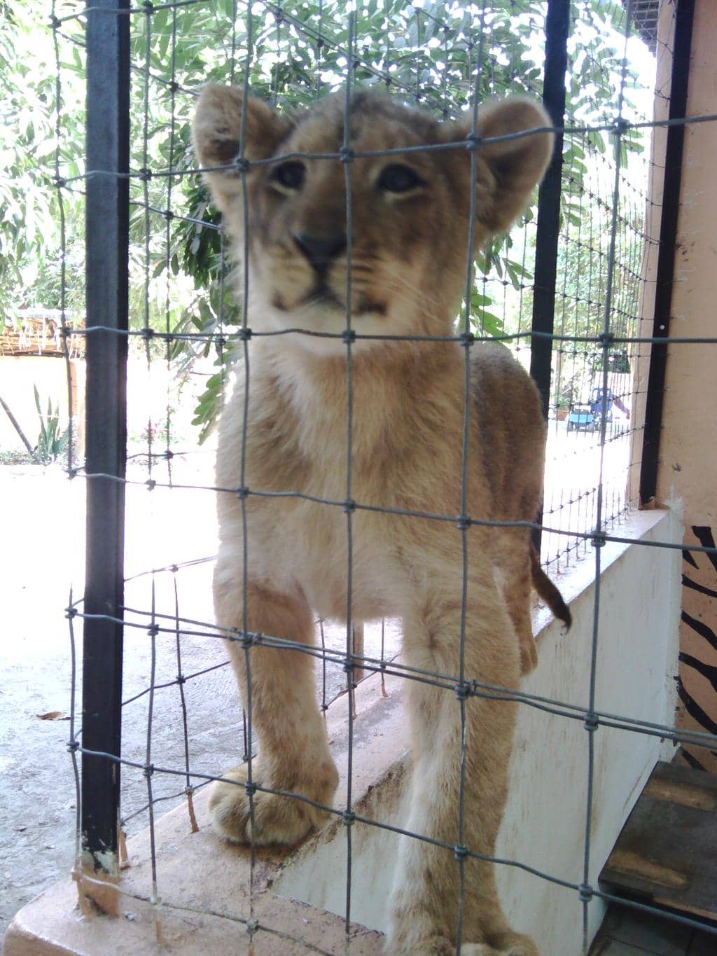 Hyena Enclosures